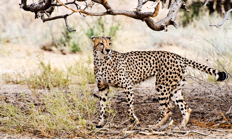 Cheetah Wildlife Photography