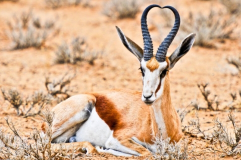 Kalahari Springbok Ram Wildlife Photography