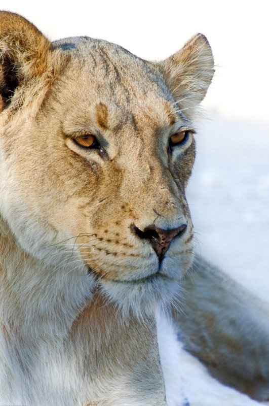 Lioness Wildlife Photography