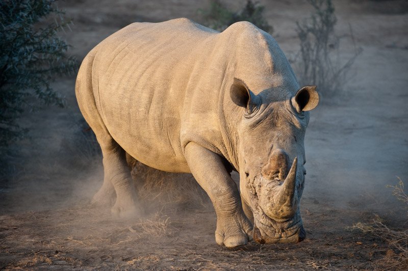 White Rhino Ready or Not Wildlife Photography