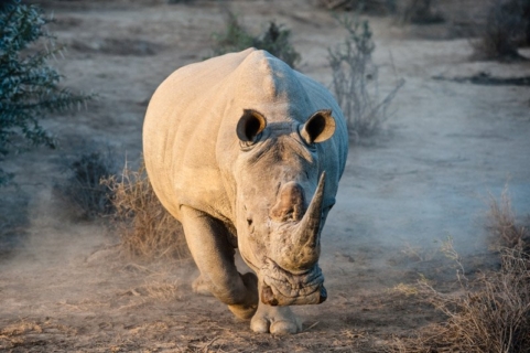 White Rhino I Warned You Wildlife Photography