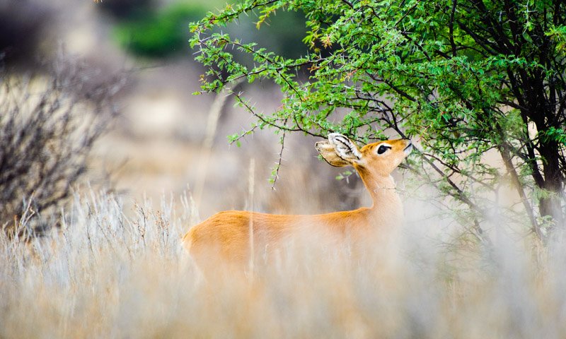 Steenbok Small Game Wildlife Photography