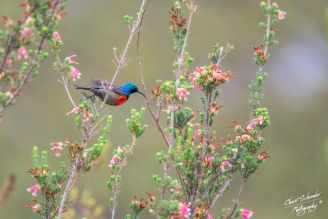 Greater Double-collared Sunbird (Cinnyris afer) in flight