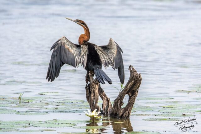 large water bird commonly known as a "snakebird" due to its long, slender neck