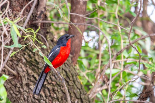 Crimson-breasted Shrike (Laniarius atrococcineus), also known as the crimson-breasted gonolek.