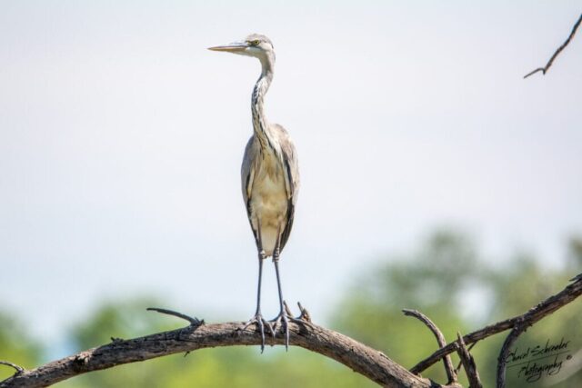 Grey Heron (Ardea cinerea) perched on a dead tree branch.