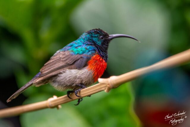 Males possess a striking metallic green head, throat, and back, separated from a greyish belly by a broad, brilliant red chest band