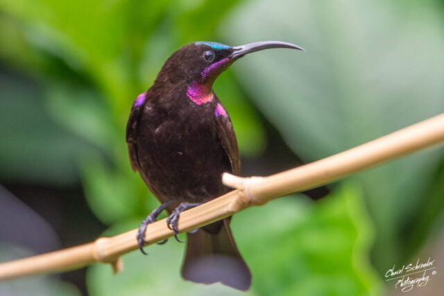 Males are mostly black with vibrant, iridescent green on the forehead and a purple-maroon patch on the throat