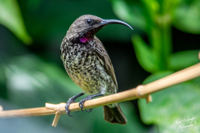 likely an immature male or adult female, characterized by a brownish head and streaked underparts, with a small iridescent purple patch on the throat.